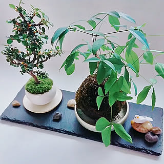 ダイソー ミニ盆栽のインテリア実例 Roomclip ルームクリップ