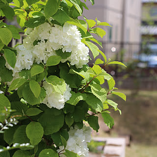 オオデマリ 庭のある暮らしのインテリア実例 Roomclip ルームクリップ