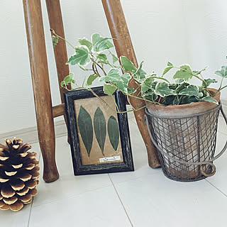 部屋全体/斑入りアイビー/丸椅子/いつも見てくれてありがとう♥︎/ナチュラル...などのインテリア実例 - 2018-10-30 09:25:21