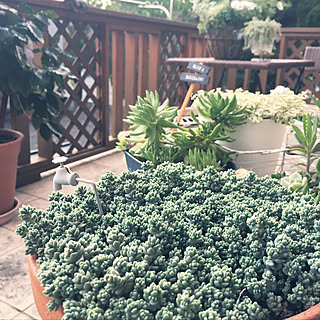 多肉植物 ダシフィルムリファレンスのインテリア実例 Roomclip ルームクリップ 多肉植物 ダシフィルムリファレンスのインテリア実例 Roomclip ルームクリップ
