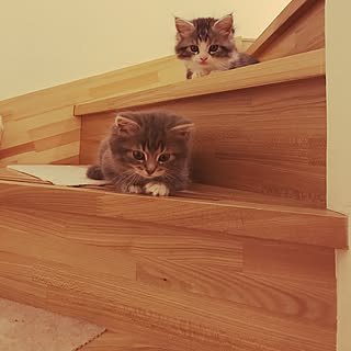 部屋全体/涼しいなぁ〜/癒されてもらえてますか?/階段で.../みなさまに感謝する日々...などのインテリア実例 - 2017-07-11 20:47:58