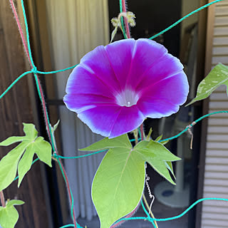 あさがお 朝顔のインテリア実例 Roomclip ルームクリップ