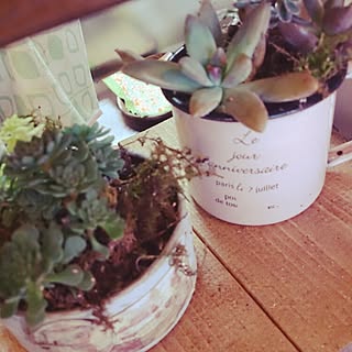 多肉植物 リビングのインテリア実例 Roomclip ルームクリップ 多肉植物 リビングのインテリア実例 Roomclip ルームクリップ