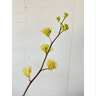 植物 アガベ雷神のおしゃれなアレンジ 飾り方のインテリア実例 Roomclip ルームクリップ