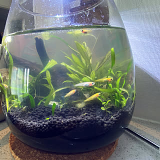 水草 ミナミヌマエビのおしゃれなアレンジ 飾り方のインテリア実例 Roomclip ルームクリップ