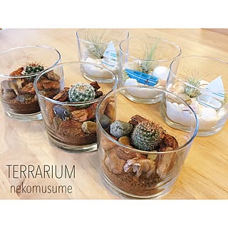 壁/天井/サボテン/動物フィギュア/エアプランツ/あわじクラフト&マルシェ...などのインテリア実例 - 2016-06-07 19:04:23