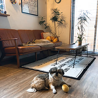 リビング/シーズー/愛犬と暮らす家/おうちカフェ/カフェ風...などのインテリア実例 - 2019-02-15 13:37:31