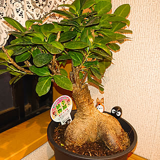 カインズホーム トトロのリュックのまとめページ Roomclip ルームクリップ