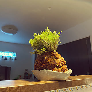 乾燥苔のインテリア実例 Roomclip ルームクリップ 乾燥苔のインテリア実例 Roomclip ルームクリップ