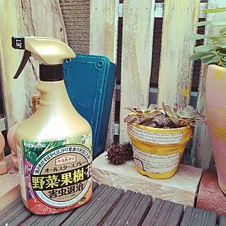 多肉植物 カイガラムシ駆除のおしゃれなアレンジ 飾り方のインテリア実例 Roomclip ルームクリップ