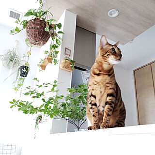 猫 ベンガルのインテリア実例 ｜ RoomClip（ルームクリップ）