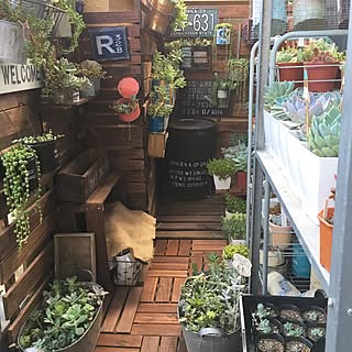 Ikea 多肉棚のインテリア実例 Roomclip ルームクリップ Ikea 多肉棚のインテリア実例 Roomclip ルームクリップ