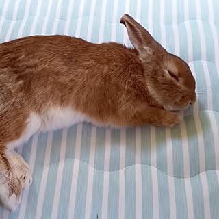ベッド周り うさぎが好きで好きでたまらない のインテリア実例 Roomclip ルームクリップ ベッド周り うさぎが好きで好きでたまらない のインテリア実例 Roomclip ルームクリップ