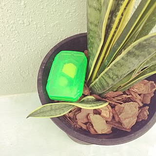 観葉植物 アリの巣コロリのおしゃれなアレンジ 飾り方のインテリア実例 Roomclip ルームクリップ