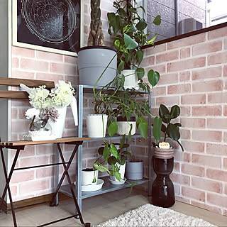 カインズホーム 植木のインテリア実例 Roomclip ルームクリップ カインズホーム 植木のインテリア実例 Roomclip ルームクリップ