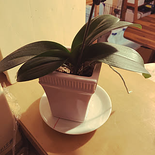 観葉植物/キッチンのインテリア実例 - 2020-01-23 21:33:32