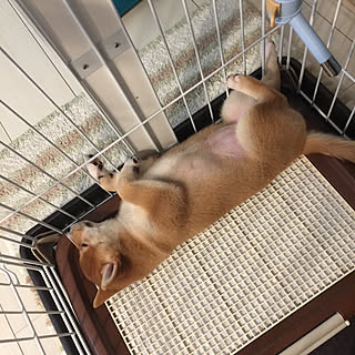 爆睡犬のインテリア実例 Roomclip ルームクリップ 爆睡犬のインテリア実例 Roomclip ルームクリップ