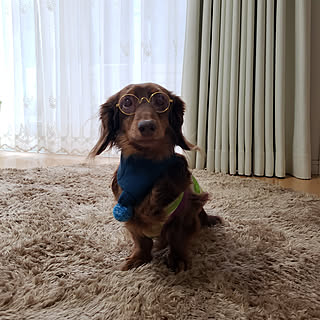 ダイソーペット用品のインテリア実例 Roomclip ルームクリップ