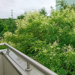 シマトネリコの花のインテリア実例 Roomclip ルームクリップ シマトネリコの花のインテリア実例 Roomclip ルームクリップ