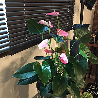 アンスリウム ピンクのインテリア実例 Roomclip ルームクリップ