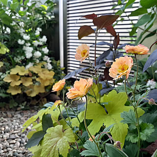 リシマキアファイアークラッカーのインテリア実例 Roomclip ルームクリップ