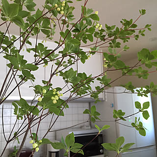 ドウダンツツジの花のインテリア実例 Roomclip ルームクリップ