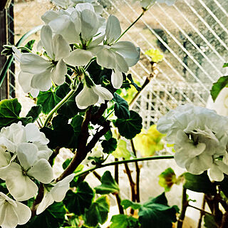 一年中咲いてくれるゼラニューム/ゼラニュームは咲いています。/ゼラニューム/寒い時期の植物置き場/東側出窓...などのインテリア実例 - 2021-03-03 23:15:03