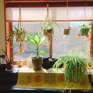 植物 ハツユキカズラのおしゃれなアレンジ 飾り方のインテリア実例 Roomclip ルームクリップ