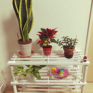 ドン キホーテ 観葉植物のまとめページ Roomclip ルームクリップ ドン キホーテ 観葉植物のまとめページ Roomclip ルームクリップ