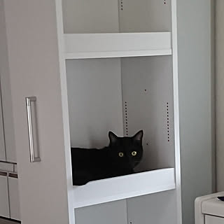 キッチン/ねこのいる風景/ねこのいる日常/ねこと暮らす/ねこのいる暮らし...などのインテリア実例 - 2020-01-23 10:08:05