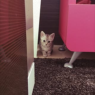 リビング/ねこのいる日常/ナチュラル/100均/セリア...などのインテリア実例 - 2015-08-22 10:56:11