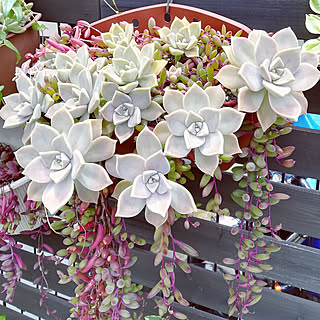 多肉植物 朧月のインテリア実例 Roomclip ルームクリップ
