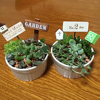 セリア 多肉植物植え替えのインテリア実例 Roomclip ルームクリップ セリア 多肉植物植え替えのインテリア実例 Roomclip ルームクリップ