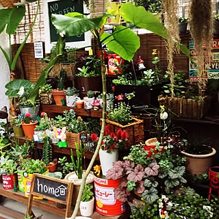 多肉植物 ナフコ のおしゃれなアレンジ 飾り方のインテリア実例 Roomclip ルームクリップ