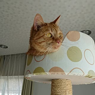 キッチン/キャットタワー/猫/いいね!ありがとうございます♪/ワンコとにゃんこのいる生活...などのインテリア実例 - 2017-05-14 13:16:31