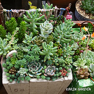 机/グリーンのある暮らし/多肉寄せ植え/似たような写真ですみません/いいね!ありがとうございます♪...などのインテリア実例 - 2019-04-28 08:10:30