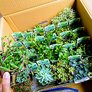 机/カメラマーク消し隊/多肉植物/セダム/寄せ植え用に買いました。...などのインテリア実例 - 2017-07-25 18:05:13