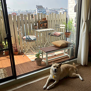 保護犬のインテリア実例 Roomclip ルームクリップ