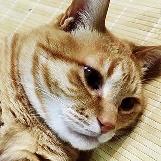シッポは長くて自慢です/竹ラグ/猫と暮らす/No Green No Life/ビンテージ明るめ...などのインテリア実例 - 2018-06-10 20:23:27