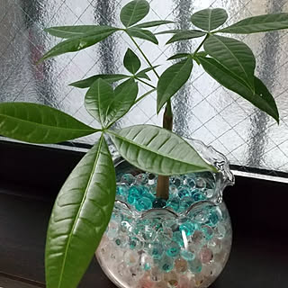 観葉植物 ジェルポリマーのインテリア実例 Roomclip ルームクリップ