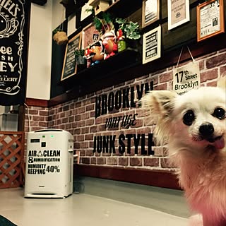 おばあちゃん犬のインテリア実例 Roomclip ルームクリップ おばあちゃん犬のインテリア実例 Roomclip ルームクリップ