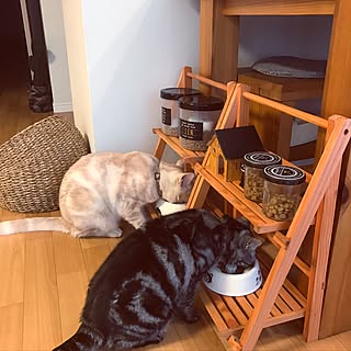 ねこのきもち付録のインテリア実例 Roomclip ルームクリップ