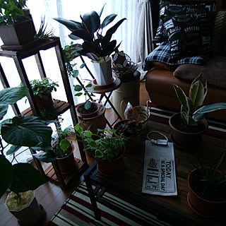 部屋全体/観葉植物のある暮らし/夫婦共働き忙しい***/狭いながらも楽しい我が家♪/安い物でオシャレに***...などのインテリア実例 - 2018-06-01 17:15:37