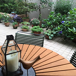 鉢植え 梅雨空のおしゃれなアレンジ 飾り方のインテリア実例 Roomclip ルームクリップ