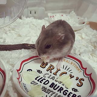 ブルーサファイアハムスターのインテリア実例 Roomclip ルームクリップ