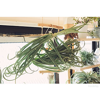 チランジア コットンキャンディのインテリア実例 Roomclip ルームクリップ