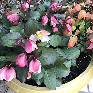 玄関/入り口/クリスマスローズ/♡ありがとぅございます♡/猫との暮らし/寄せ植えするぞ!...などのインテリア実例 - 2017-02-28 10:45:03