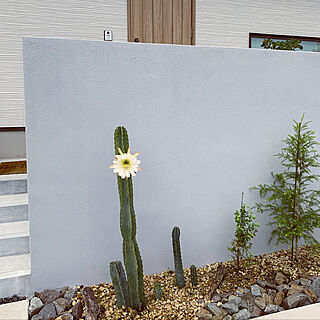 庭 柱サボテンのインテリア実例 Roomclip ルームクリップ
