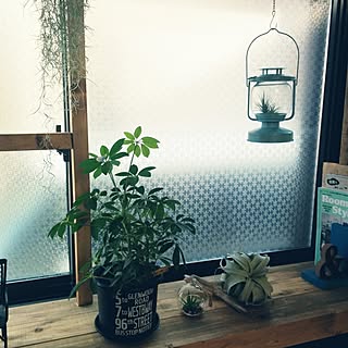 棚/キセログラフィカ♡/セリア/観葉植物/エアープランツにハマってます。/RoomClipStyle vol.2のインテリア実例 - 2016-03-18 08:18:01