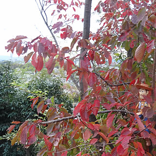 玄関/入り口/ウッディを探せ/裏庭の紅葉/ヤマザクラ/眺望庭園...などのインテリア実例 - 2018-11-27 07:56:35